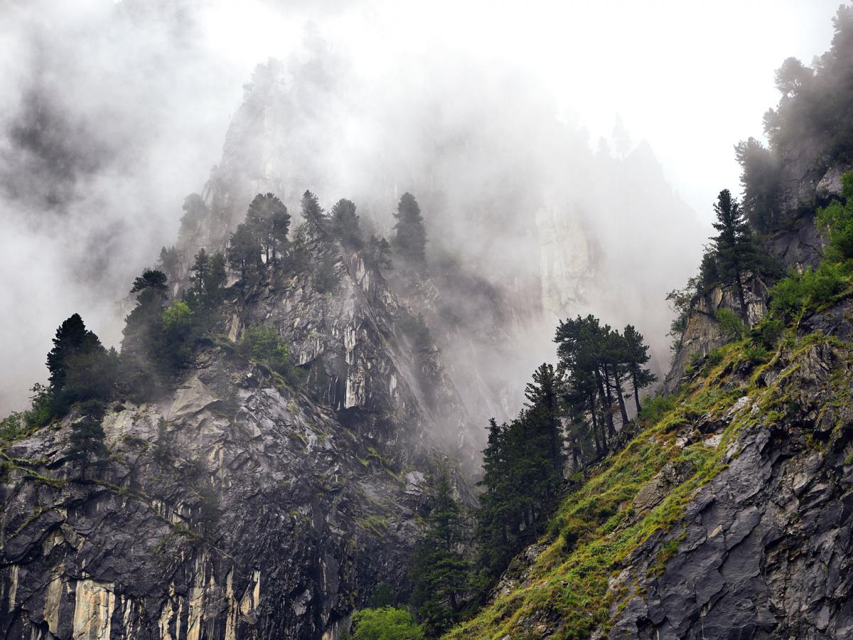 Zirbenwald im Nebel