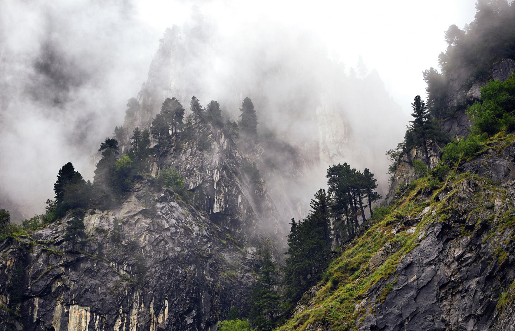 Zirbenwald